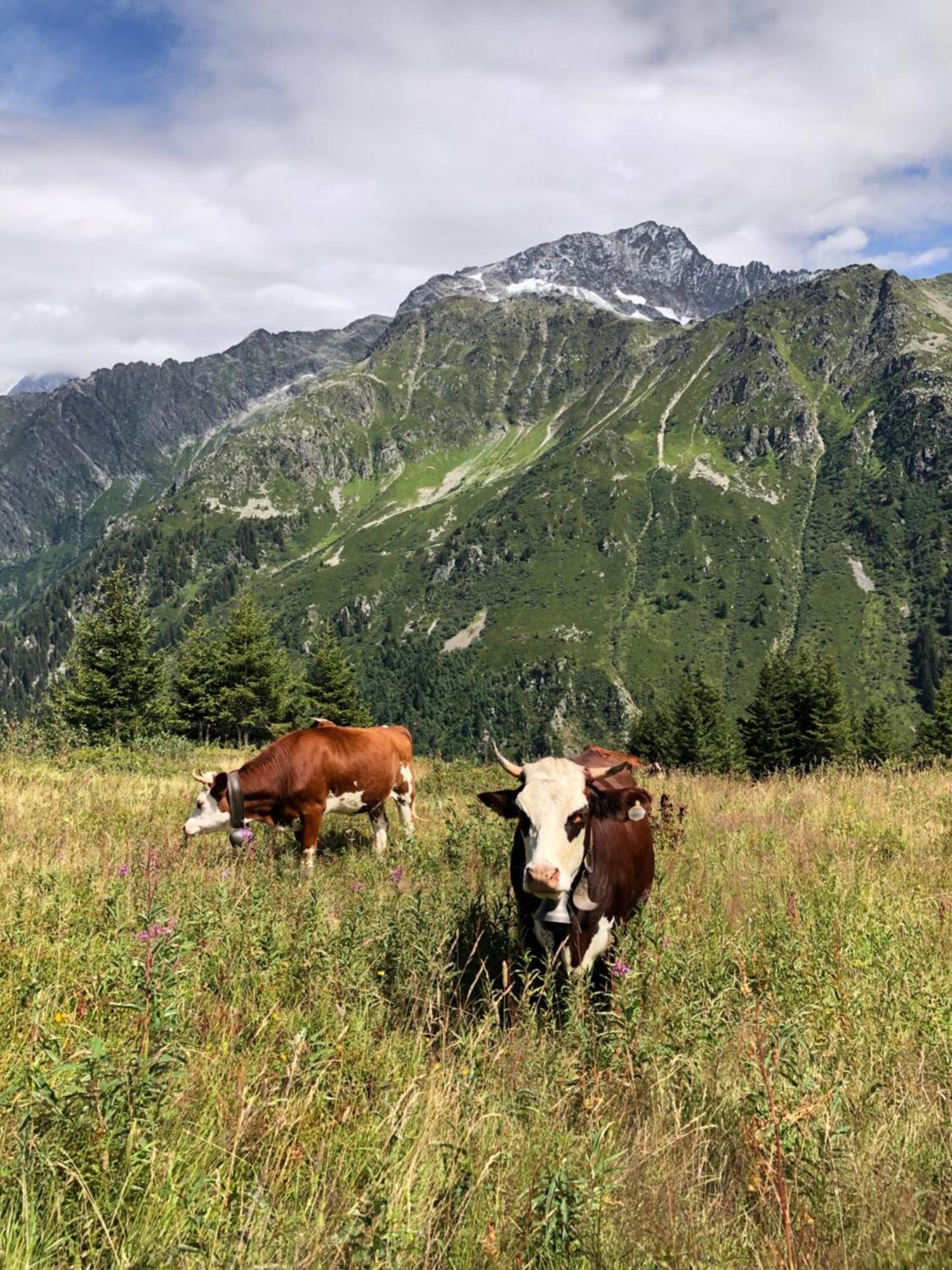 Chalet en pleine nature avec 2 appartements pour 6 ou 8 qui peuvent être réunis en 1 pour 14 personnes Saint-Gervais-les-Bains Extérieur photo