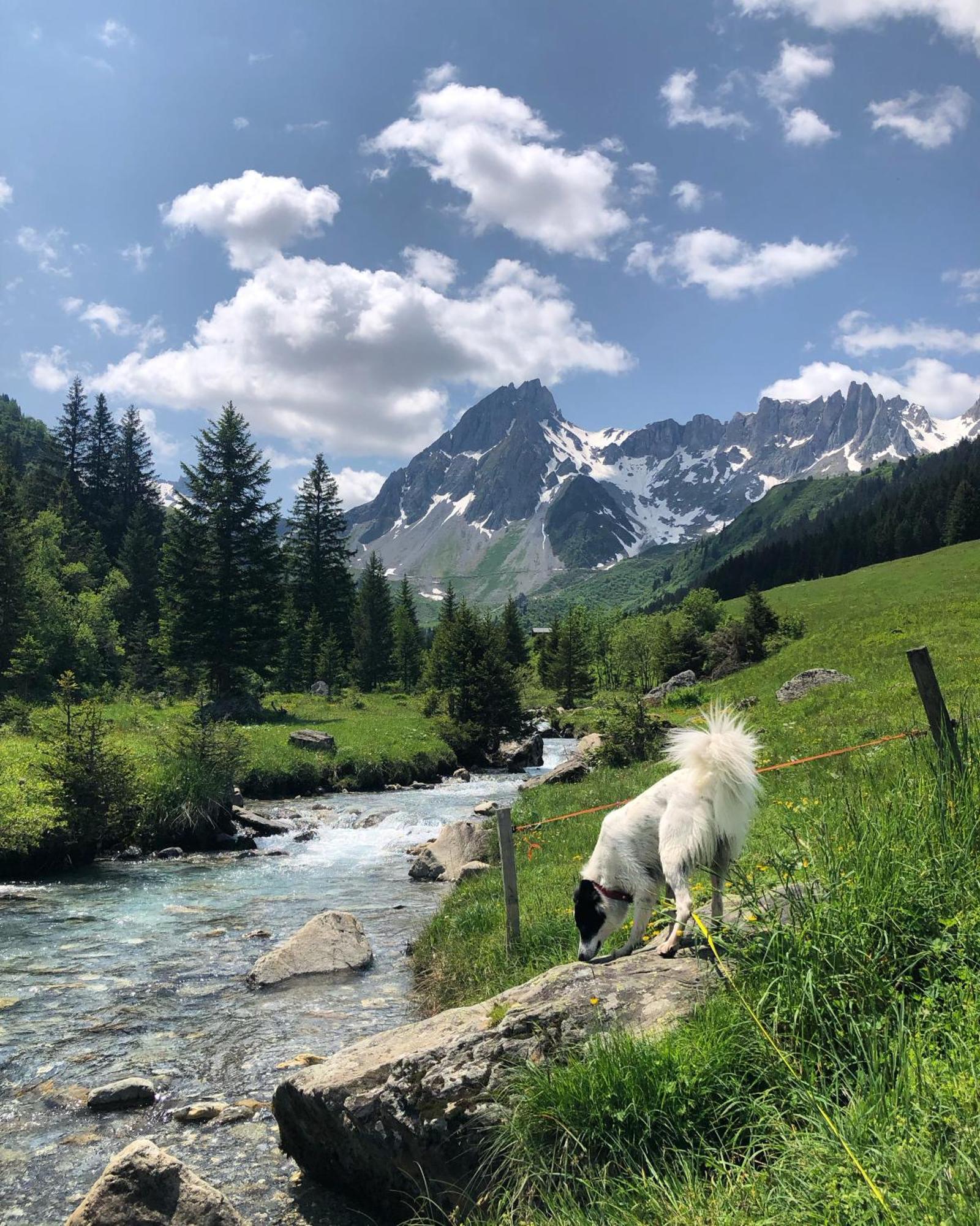 Chalet en pleine nature avec 2 appartements pour 6 ou 8 qui peuvent être réunis en 1 pour 14 personnes Saint-Gervais-les-Bains Extérieur photo